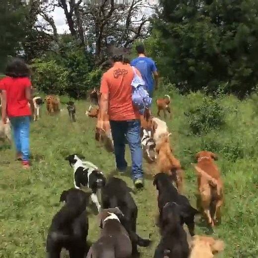 'Land of the Strays' in Costa Rica is a paradise for dog lovers 😍 | UNILAD