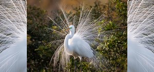 May 4 Is Bird Day: Watch Birds in Their Natural Habitats