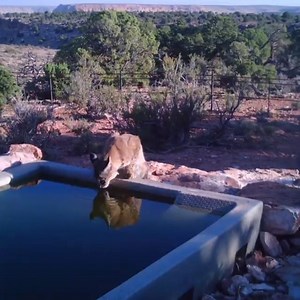 98K views · 1K reactions | In our sunny state WATER is LIFE! From bunnies to big horns, THOUSANDS of desert-dwelling animals depend on Arizona Game & Fish Department's manmade catchments for access to water. Find out how YOU can help to keep them FULL! VISIT Sendwater.org OR text SENDWATER to 41444 to donate! #abc15sponsor | ABC15 Arizona | Facebook