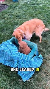 You’ll Cry When You See This Golden Retriever’s Reaction 😭🐾🐶 | Soulful Videos