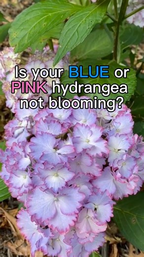 It’s true, heirloom blue/pink hydrangea varieties are frustrating in that a late frost will take out all of your blooms for the season. This year was a mild year and many people have shared that it’s the first time their hydrangeas have bloomed in years. If you’re one of those people and want to increase your chances of seeing those blue and pink blooms in future years here are some varieties you can plant instead that are hybrids and bloom on both new and old wood:From @pwcolorchoice check out 
