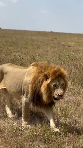 10K reactions · 122 comments | The magnificent Grumpy, the dominant male of the Zebra Kopjes pride! Captured up close and personal in the Namiri Plains, Serengeti, Tanzania by @africanchoicesafaris | Wild Lions | Facebook