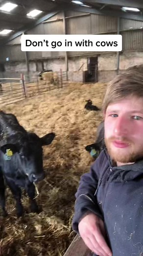 Understanding Cows Behavior: Tips for Interacting Safely