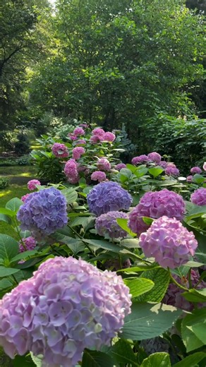 수국 #hydrangea#macrophylla#hortensia#гортензия#garden#гортензія#남해수국ts#アジサイ #flowers#비루개