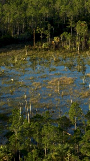 1.6K views · 29 reactions |  Ever wondered how many Olympic athletes call our wild Florida home?  Discover the amazing connection between the Sunshine State and the world's greatest athletes! ✨ From the sandy shores to the lush wetlands, Florida's diverse landscapes have nurtured champions. ‍♂️‍♀️️‍♂️ #WildFloridaOlympians #FloridaPride #ExploreTheWild #LiveWildlyFL #LiveWildly | Live Wildly | Facebook
