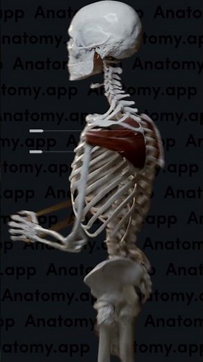 Rotator cuff muscles: external rotation of the shoulder