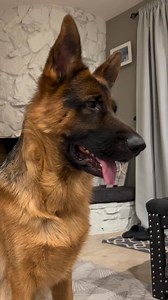 6.6K views · 252 reactions | Everytime when mom comes home but she didn’t take me  | German Shepherd Universe | Facebook