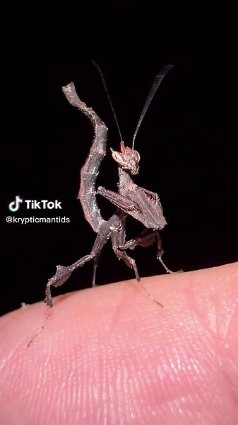 Rare Black Dragon Mantis in Nature - Stunning Insect Macro Footage