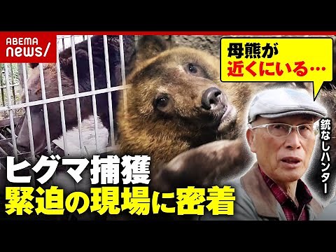 【丸腰ハンター】クマ被害が緊急事態「ヒグマと共存は無理だ」「母熊が近くにいる…」緊迫する調査現場のリアル｜ABEMA的ニュースショー