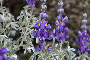 Lupinus mutabilis - Alchetron, The Free Social Encyclopedia
