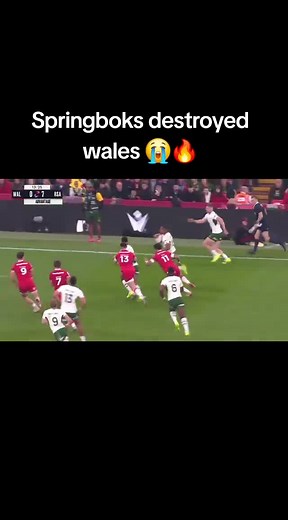 Springboks vs Wales Match Highlights