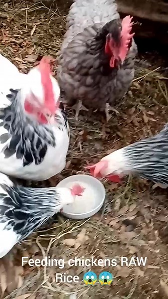 Feeding Raw Rice to Birds: Can Chickens Eat Uncooked Rice?