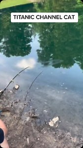 2.9K views · 10K reactions | Titanic channel cat!!! | 4REEL Fishing | Facebook