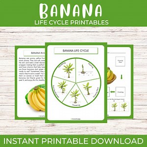 Life Cycle of a Banana Worksheet | Fruits/Plants Unit Study With Fun Facts