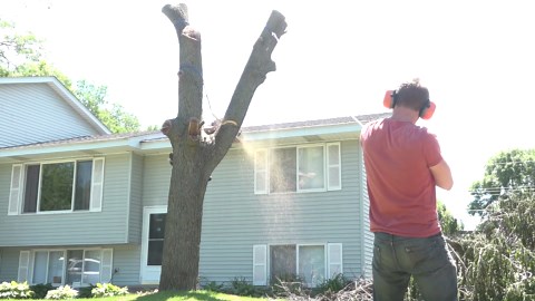 Urban Walnut Tree Removal and Slabbing