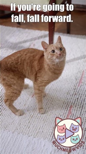 Fall Forward 🤸‍♂️ #shorts #fallforward #motivation #risk #catfail