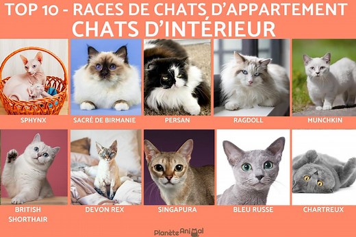 CHAT D'INTÉRIEUR - TOP 10 Races de chats d'appartement avec PHOTOS