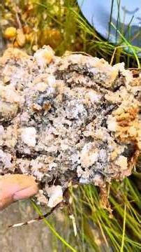 Perfect, the process of getting a lump of gold on the edge of the river, amazing #lokingforgold