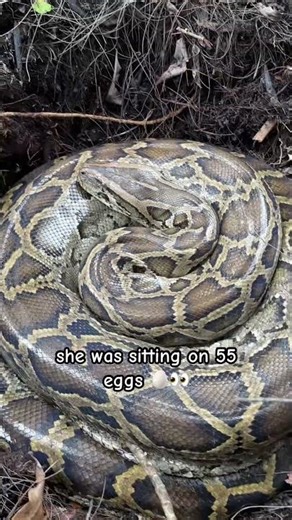watch the related video if you want to see the eggs 🐍🥚👀