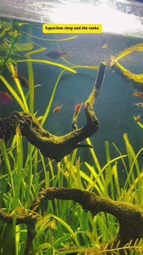 অ্যাকুয়ারিয়াম শপে ঘুরে কী কী নতুন সেটআপ পেলাম? || Inside Aquarium