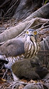 101K views · 766 reactions | Crested goshawk Birds Hunting squirrels for food | Natural Bird Check | Facebook