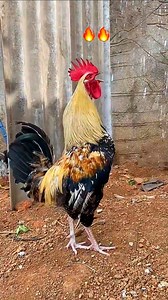 59K views · 468 reactions | Rooster Sound EFfect #shorts #shortsfeed #roostersound #crowingrooster #birds #chicken | Wild BIRDS | Facebook