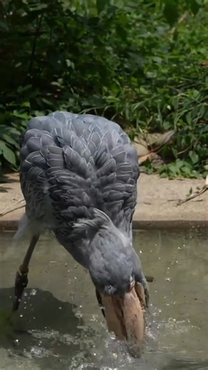 the incredible scooping technique of the majestic Shoebill #foryoupageシ #birdwatching #shoebill #shoebillstork | ShoebillStork28