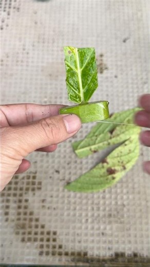 Use a part of a hydrangea leaf for propagation.