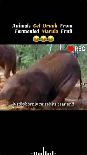 Animals Get Drunk From Fermented Marula Fruit#animals #loveanimals #foryou #animalworld #funny #funnyanimals