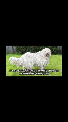 This dog looks like a giant mop!