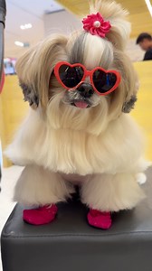 21K views · 705 reactions | Saturday vibes #princessthekikaydog #doglover #fbreelsvideo #foryoupageシ | FurMom Rose | Facebook