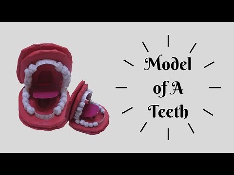 How to make a model of teeth | Model of teeth using cardboard | Biology Activity |