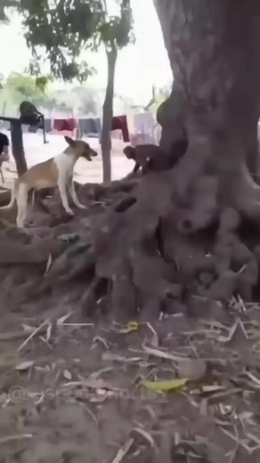 79K views · 1.7K reactions | Dogs  vs monkeys  #reels #reelsviral #reelsvideo #reelsfypシ #fypシ゚viralシ #fypシ゚ #comedy | Funny Tukizen Comedy | Facebook