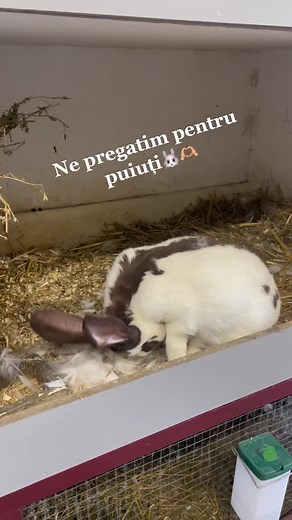 Pregătiri pentru puiuți de iepuri în România