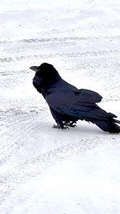 Ravens have dozens of different calls, and can imitate many different sounds. Have you ever heard this one? #wildlifephotography #wyoming #wildlife #montana #naturephotography #outdoors #nationalparks | Trent Sizemore Photography