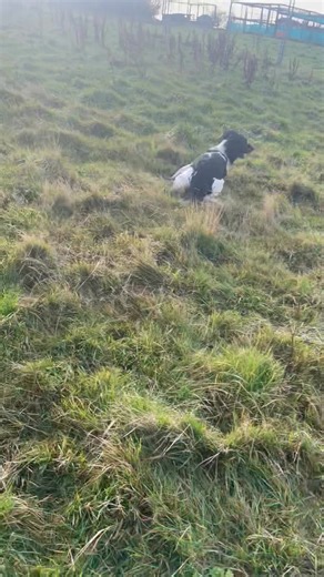Spaniel and Retriever Working Test Workshops will be added to our Schedule this week. Training to develop your knowledge and skills for upcoming Working Tests. The video shows just one of the exercises we use to encourage our Spaniels to put their head down and hunt. Development Training for Novice Dogs/Novice Handlers. | Volucris