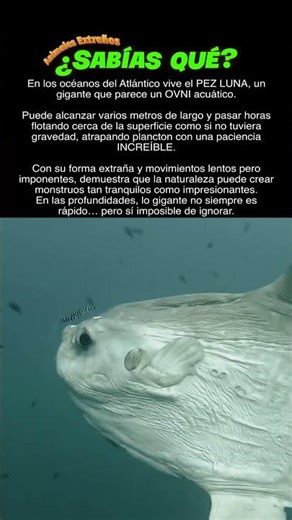 🌕 El pez luna: el pez más pesado del mundo 😱