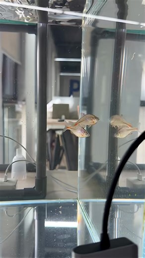 New colleagues in the fish tank! They're starting to kiss each other!#koi #goldfish #aquarium #pets | Lucas Hopkins