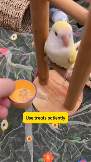 Avian on Instagram: "Four secret codes the parrot wants to play with you! 😊😊😊 #petbirds #viral #parrottok #trendingvideo #cutepet #loverbirds #parrotslover #parrotsofinstagram #parrots #petbird #funny #viralchallenge #parrot #cutepets"