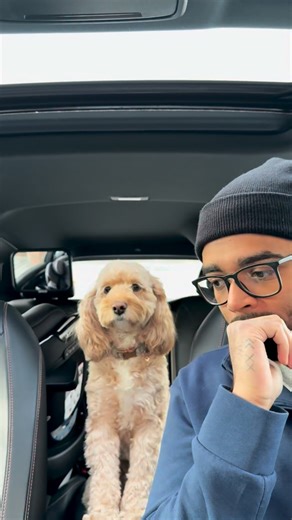 Not what she was expecting 😳 #dogs #puppylove #minicockapoo | Luna The Mini Cockapoo