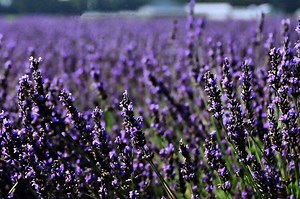 Bisa Diletakkan di Dalam Rumah, Ini 5 Tanaman Hias yang Bisa Kamu Pilih - Bobo