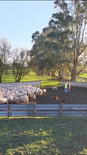 3.9K views · 102 reactions | Our first week of lamb marking  | Bingham Agriculture | Facebook