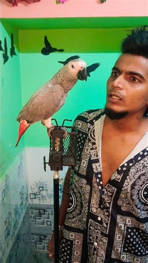 #congogreyparrot
