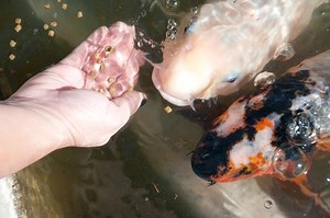 Over and Under Feeding Your Koi Fish as found on Next Day Koi