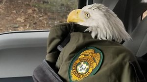 Hiker Finds Injured Bald Eagle in Thomaston