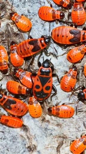 Meet the Firebug! Red, Black and Busy | Insect Encyclopedia
