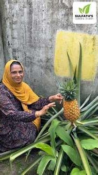 മുള്ളില്ലാത്ത പൈനാപ്പിൾ🍍🍍🍍| ഈ പൈനാപ്പിളിന്റെ അടുത്ത് പാമ്പ് വരില്ല | Thornless Pineapple #shorts
