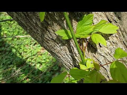 ID That Tree: Boxelder