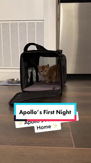 Apollo’s First Night: A British Shorthair Kitten's Adventure
