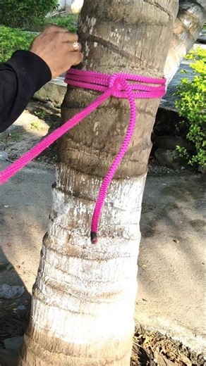 Ultimate Tree Wrapping Knot – Quick and Secure #shorts #camping #ropetrick